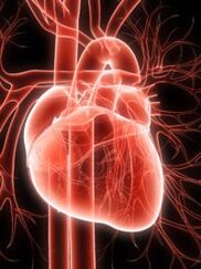 sistemul cardiovascular și hipertensiunea arterială